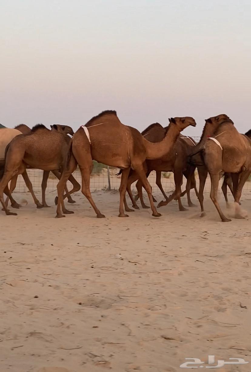 ابل ذود صفر وشعل طيبه للبيع64342698442627114