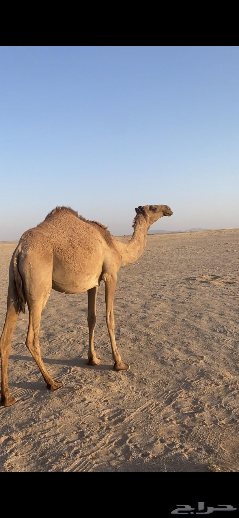 لبيع بكره شعلا64347997373057112