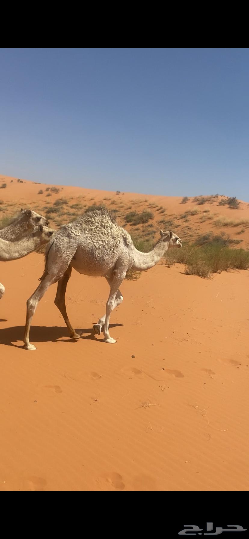 بكره رمانيه البيع مستعجل64345255239169112