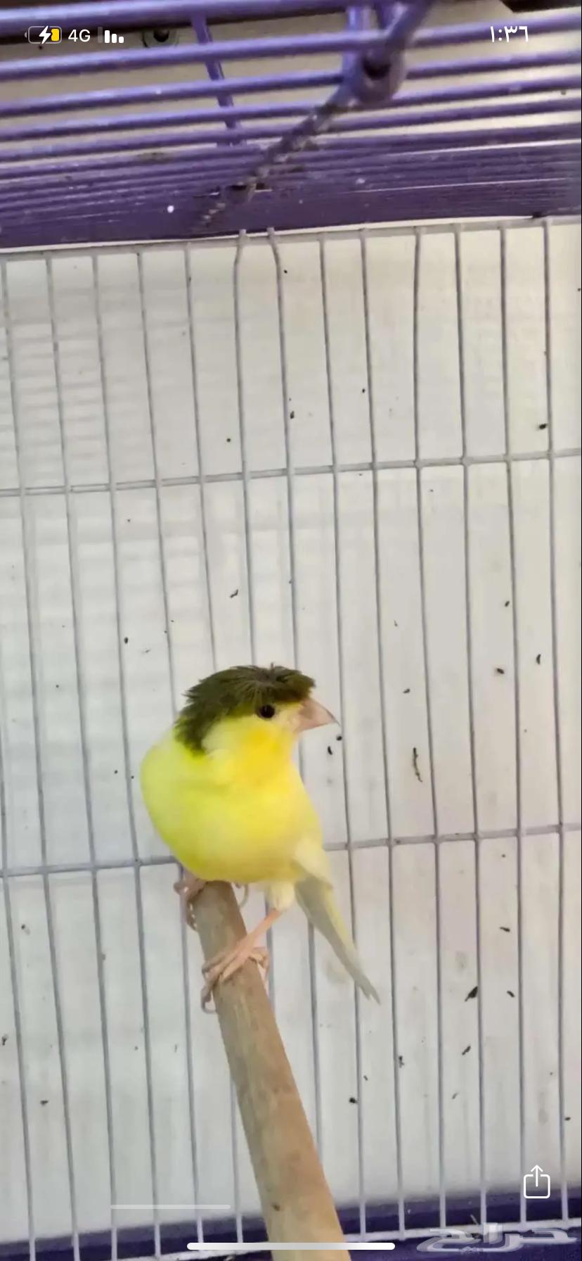 ذكر كناري اصفر كامل تم البيع64337472298882111