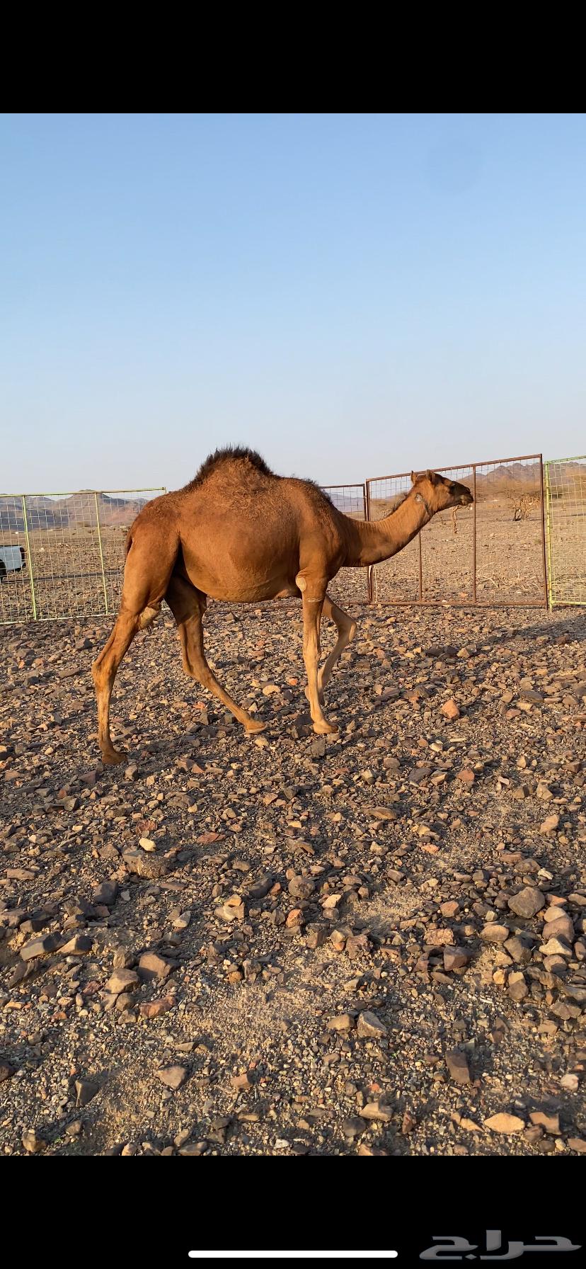 A reddish-brown she-camel, royal in color, deeply rooted and of excellent quality64345711491457113
