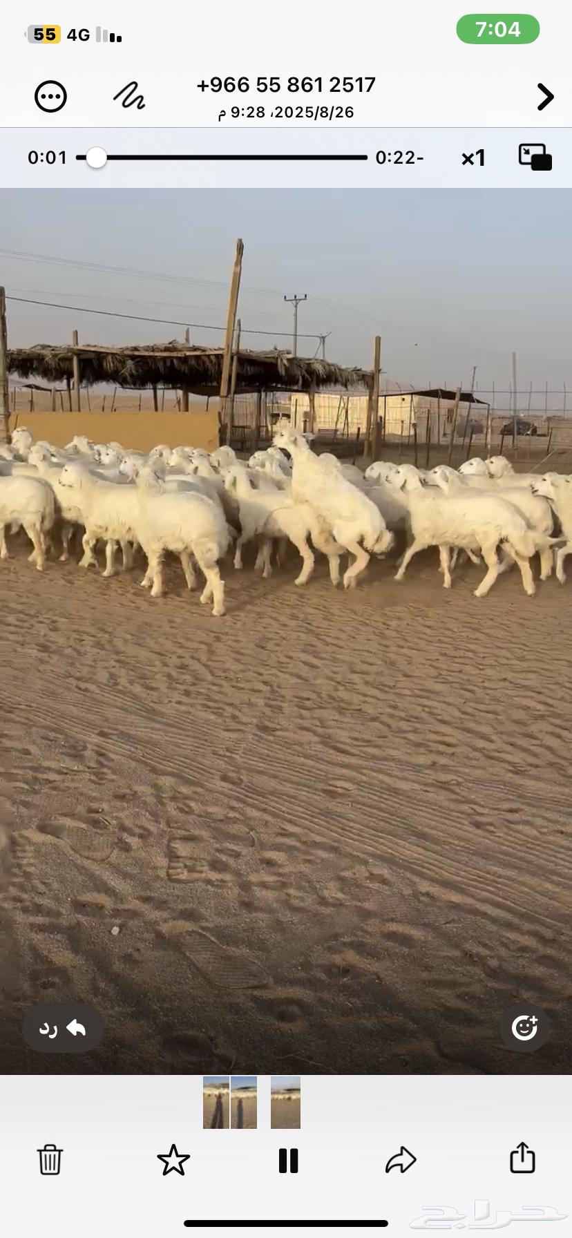 For sale, mares and foals, some number 182, location Al-Bajadiyah64338466828290111