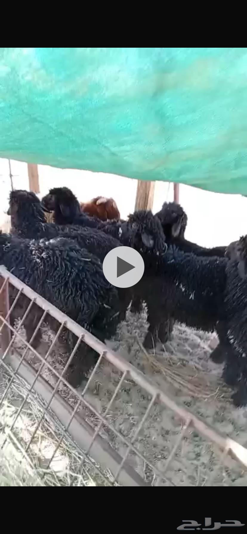 خرفان عرب64345955429763111