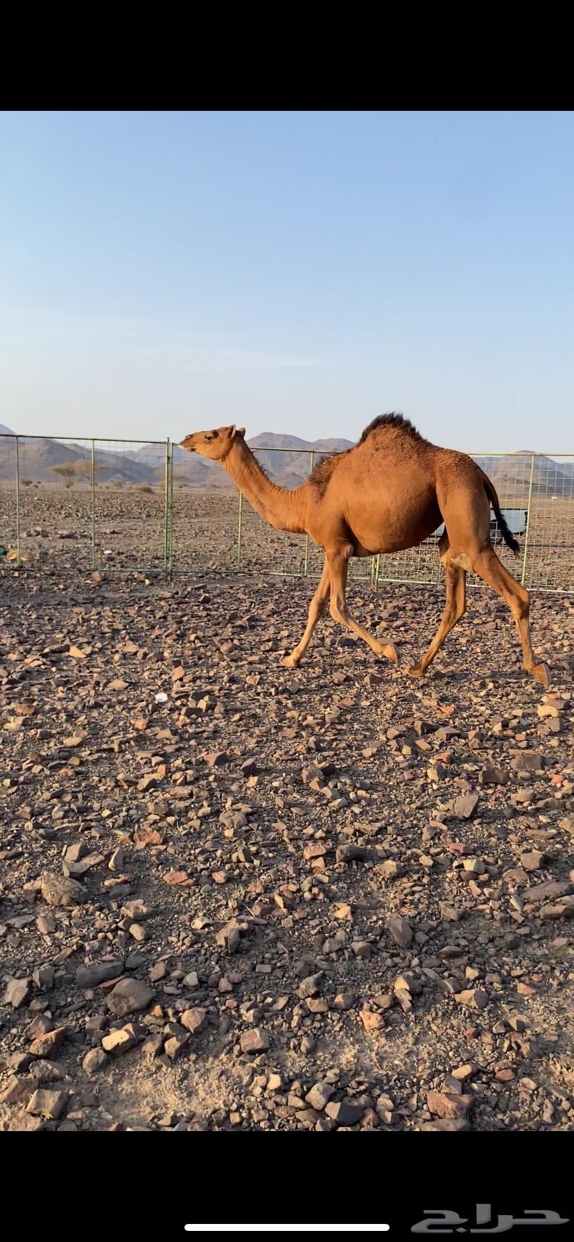 A reddish-brown she-camel, royal in color, deeply rooted and of excellent quality64345711491457112