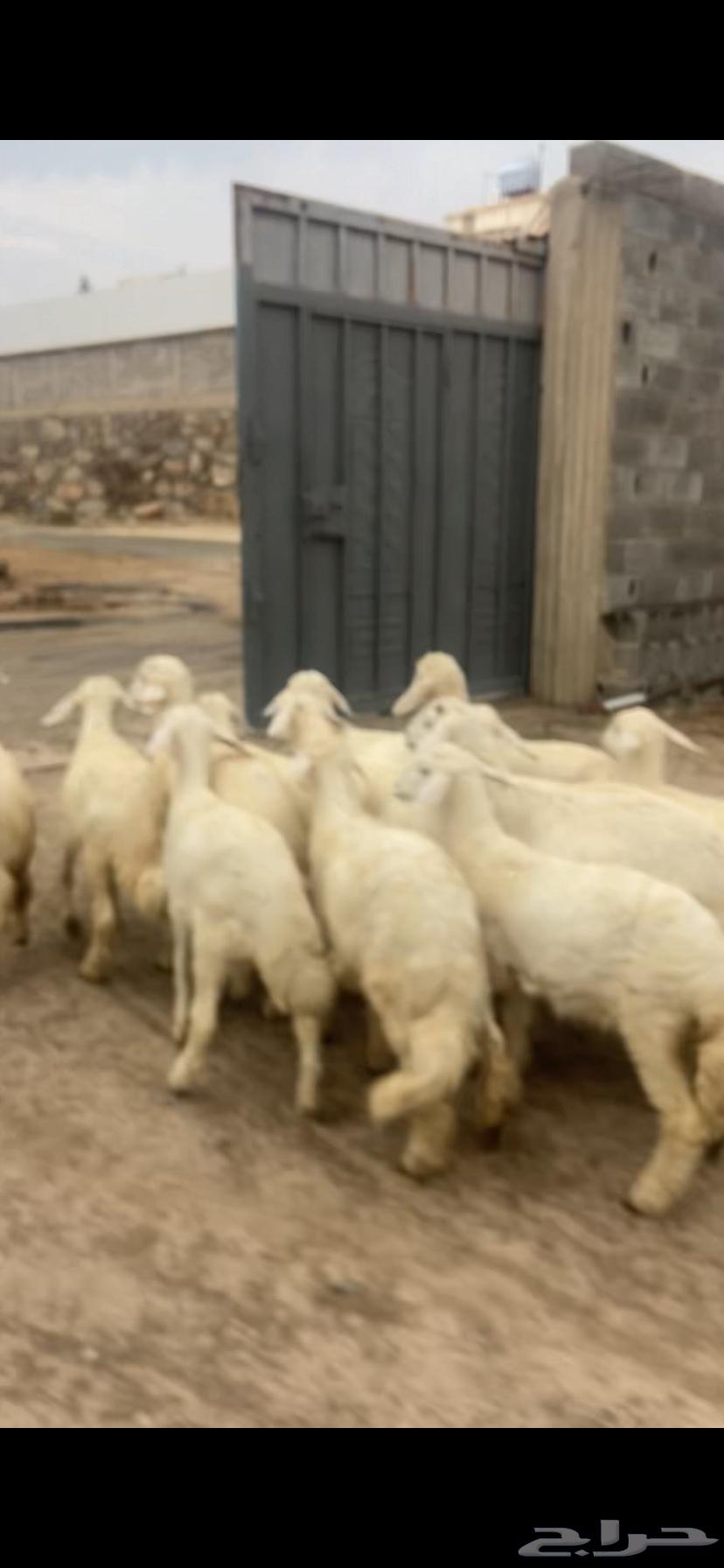 بهم للبيع64346887152259110