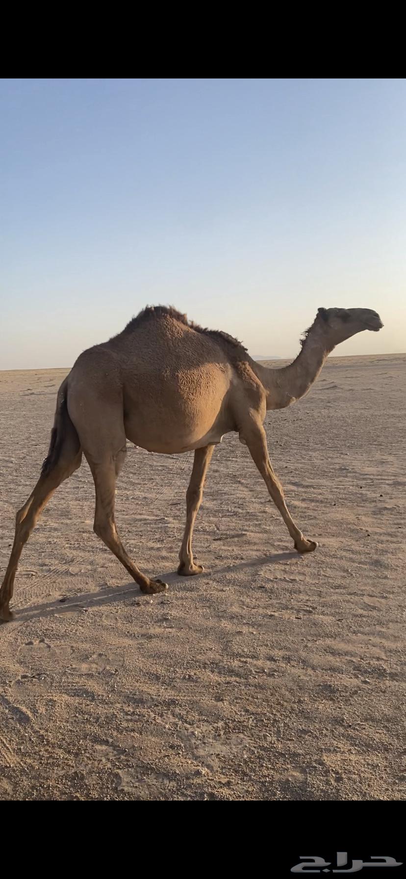 لبيع بكره شعلا64347997373057110