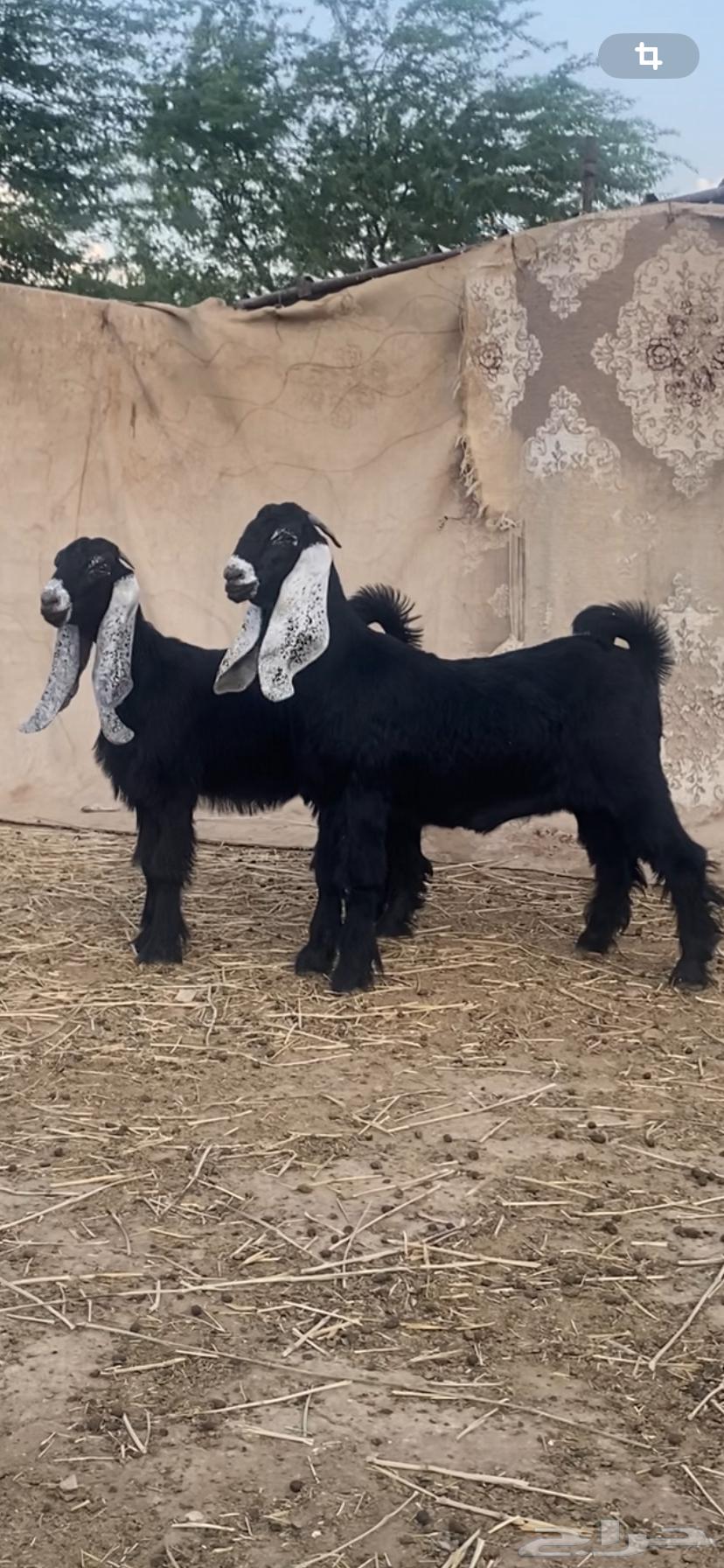 Two Witnesses of Identifiers64348334525443110