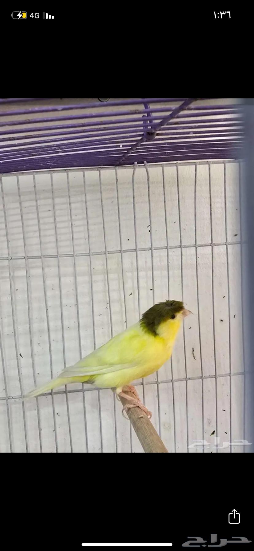ذكر كناري اصفر كامل تم البيع64337472298882113