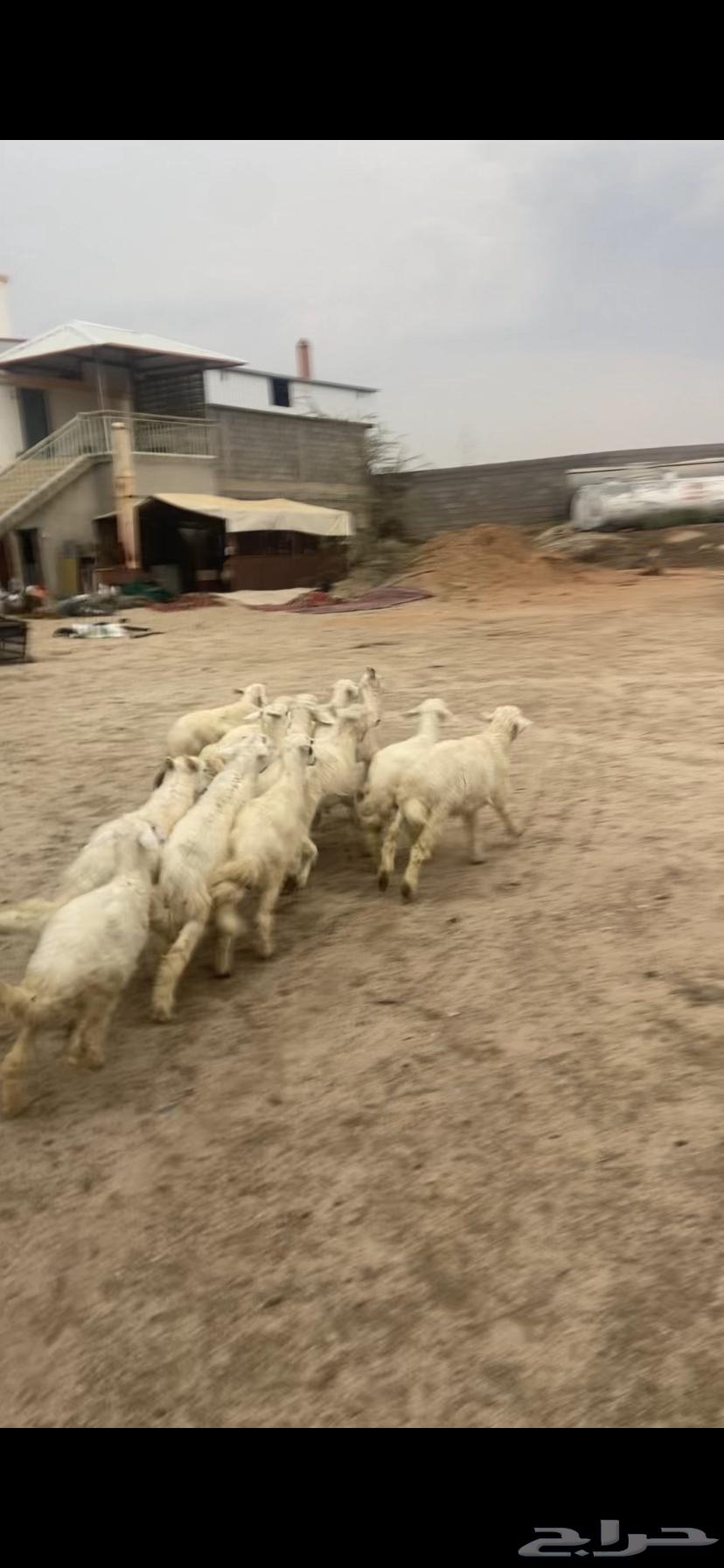 بهم للبيع64346887152259113