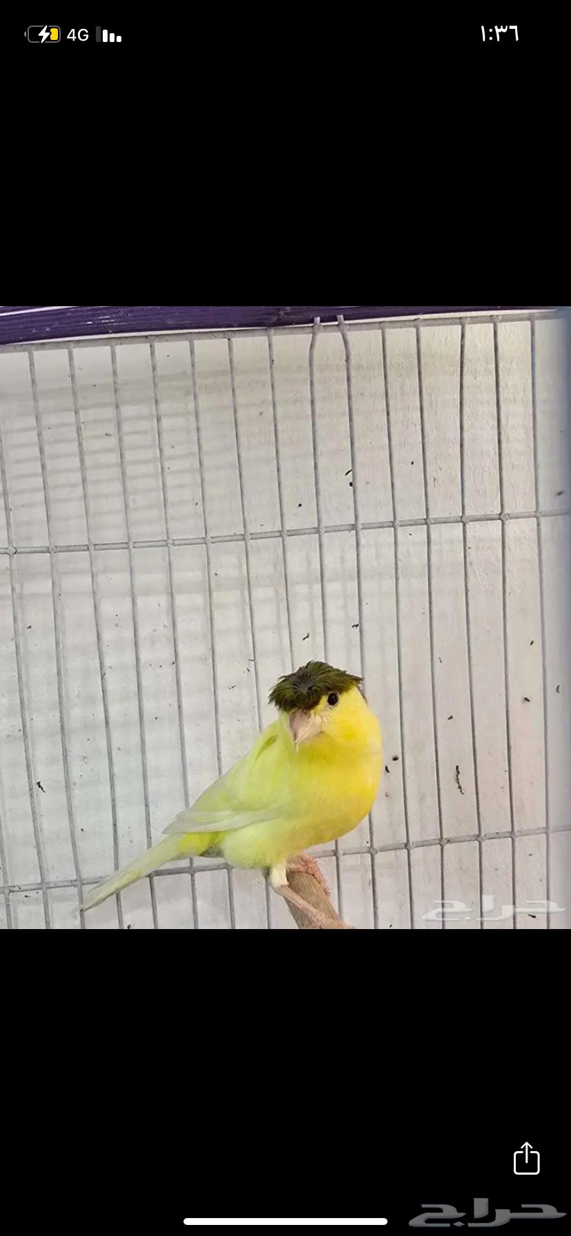 ذكر كناري اصفر كامل تم البيع64337472298882112