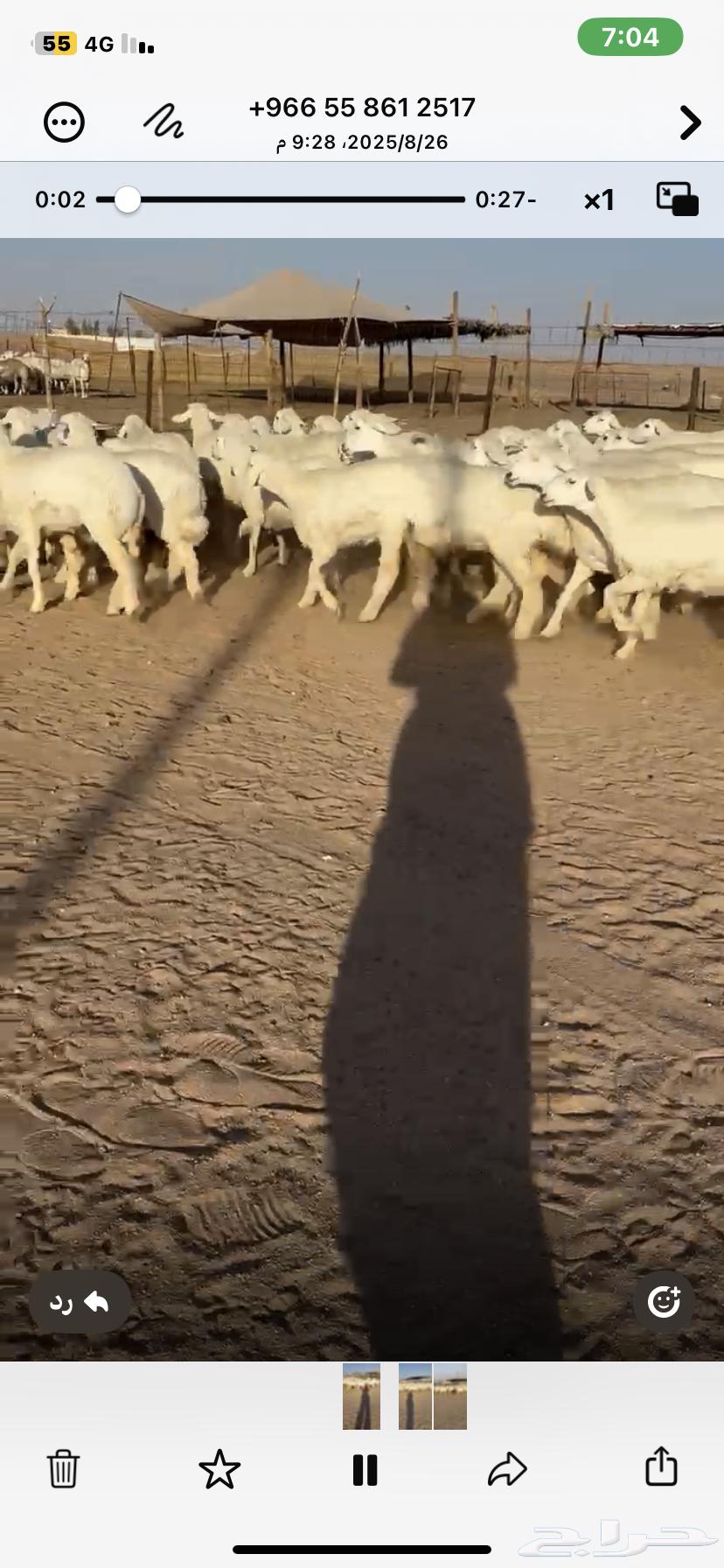 For sale, mares and foals, some number 182, location Al-Bajadiyah64338466828290110