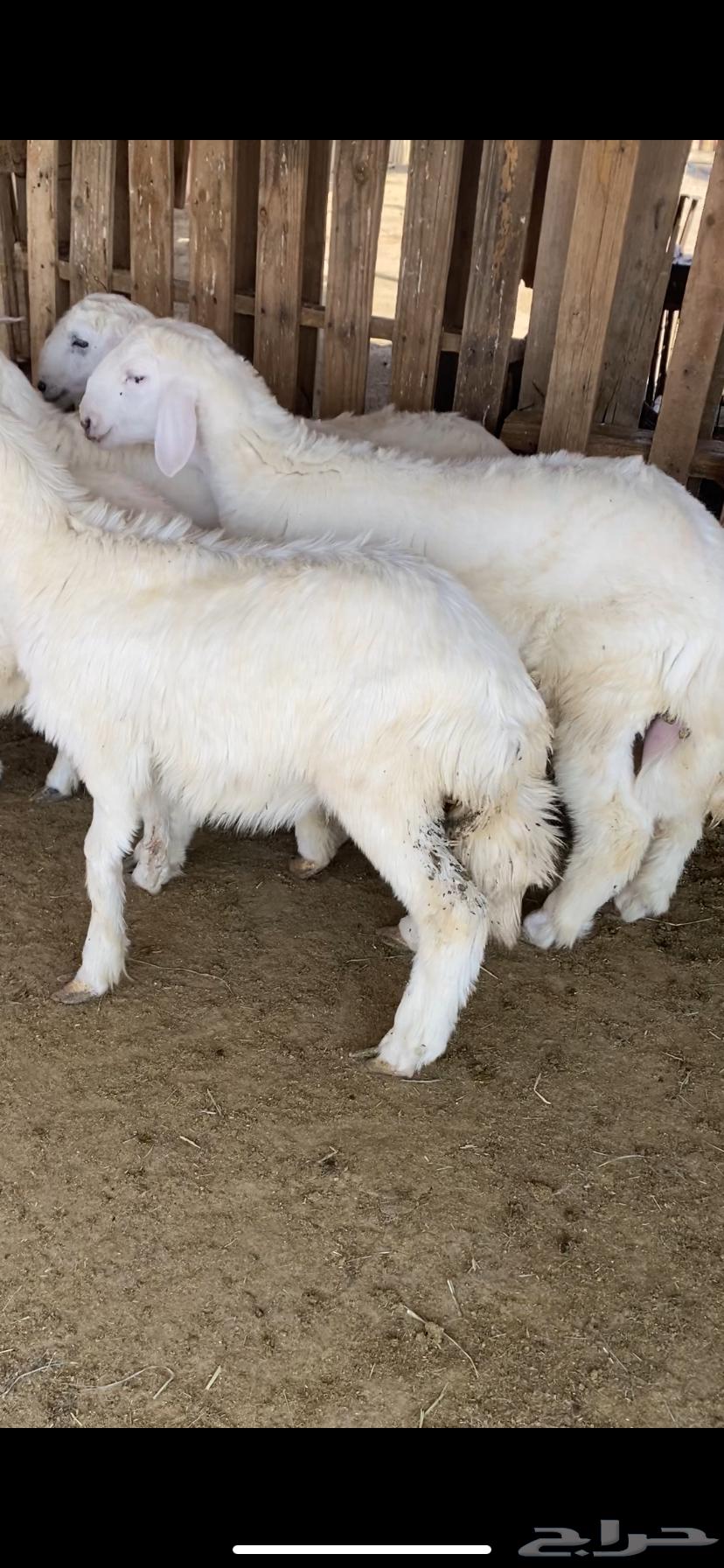 البيع طليان طيبه وشحم64339511407234111