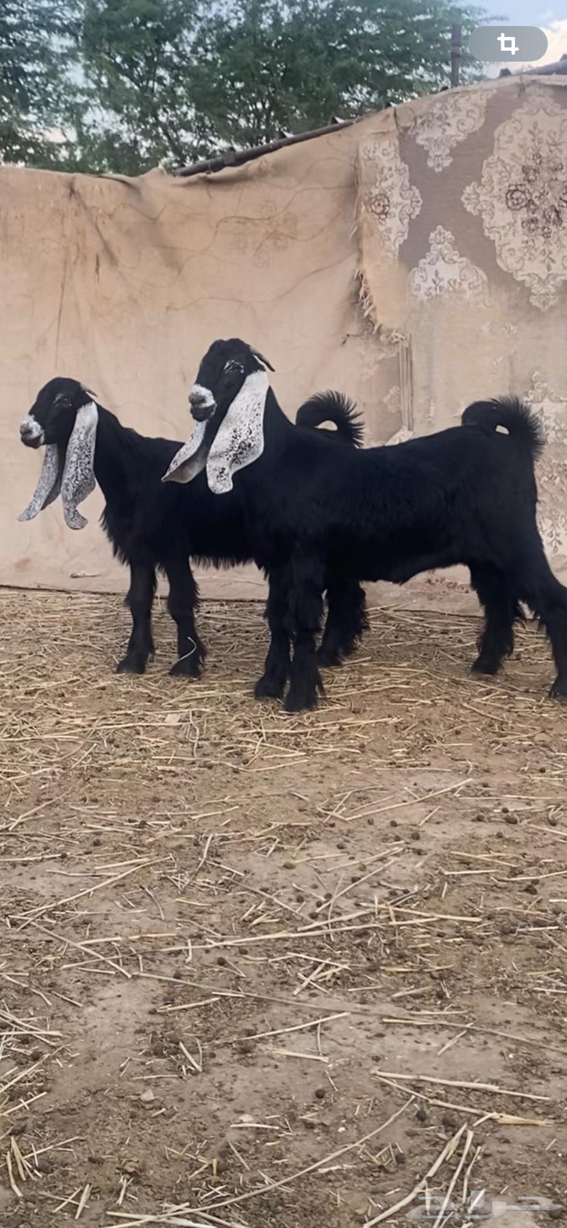 Two Witnesses of Identifiers64348334525443112