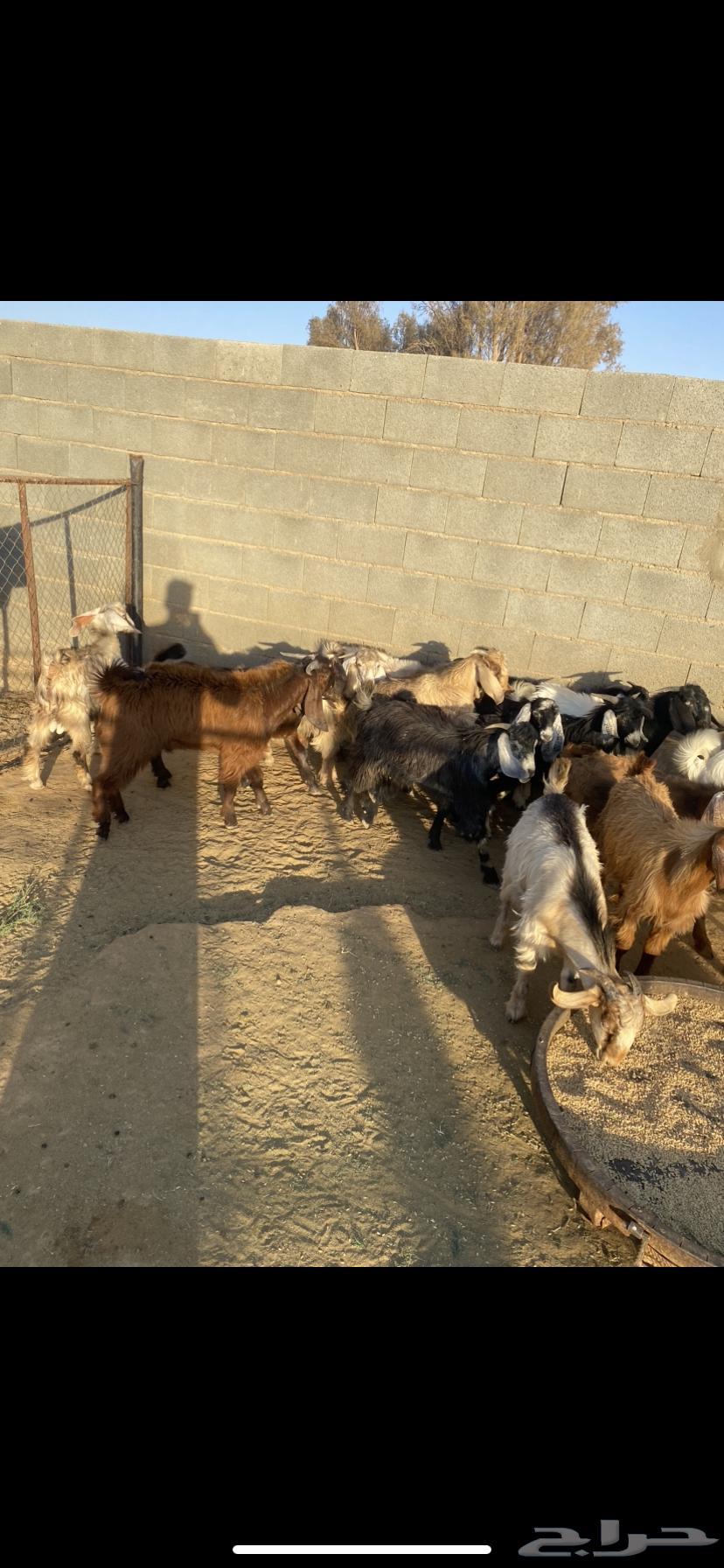 ذبايح للبيع64338868753537112