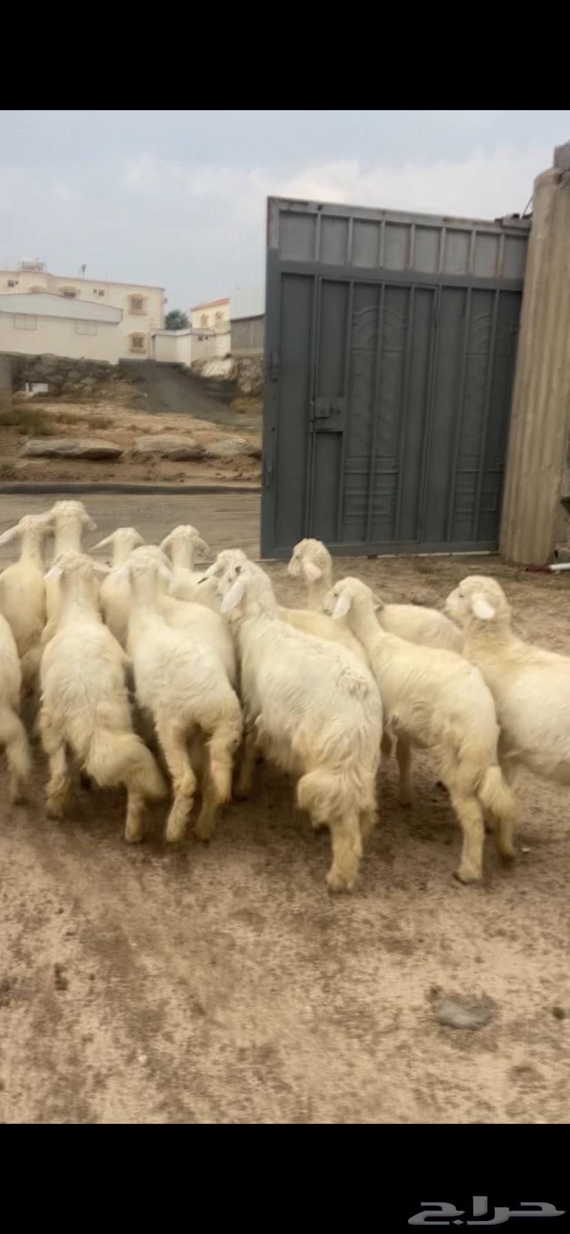 بهم للبيع64346887152259111