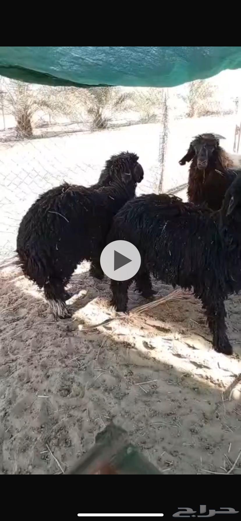 خرفان عرب64345955429763110