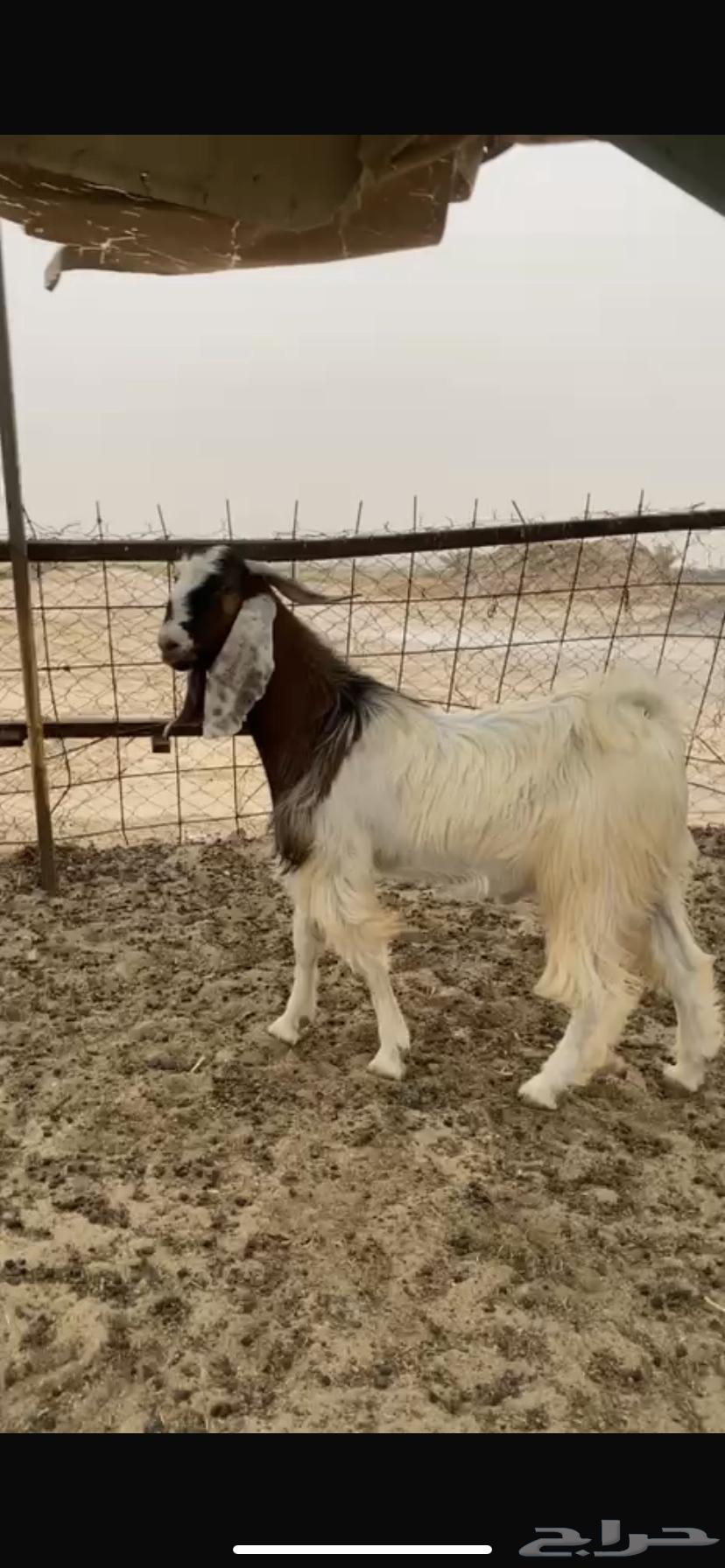 تيس فحل طيب64347500440067110