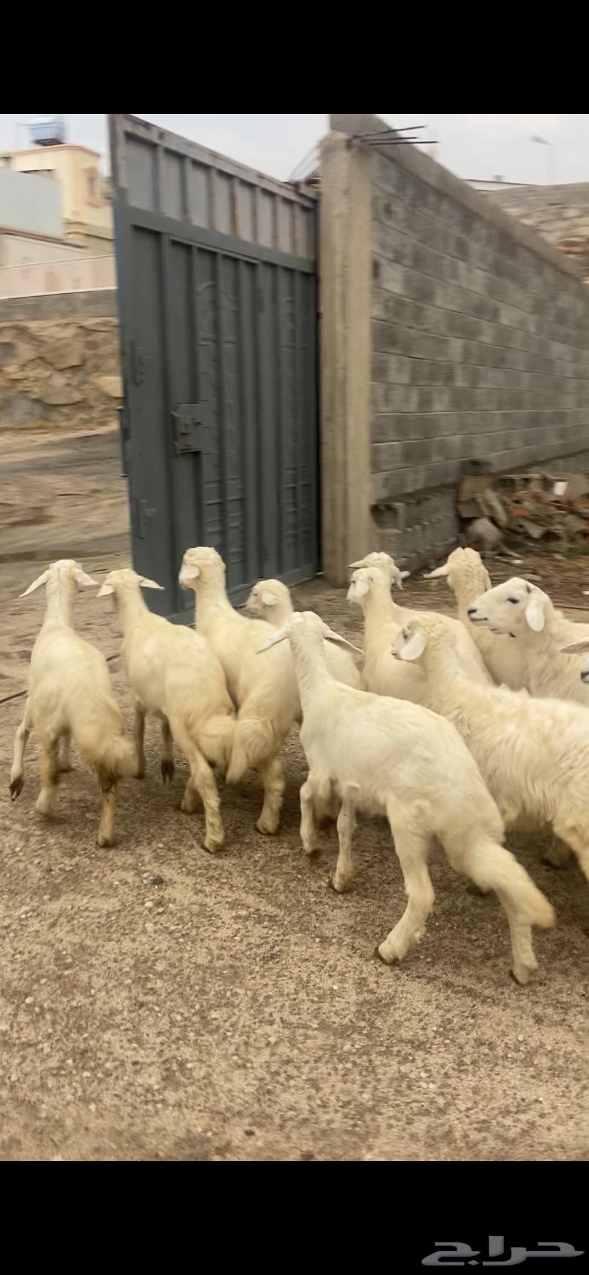 بهم للبيع64346887152259112