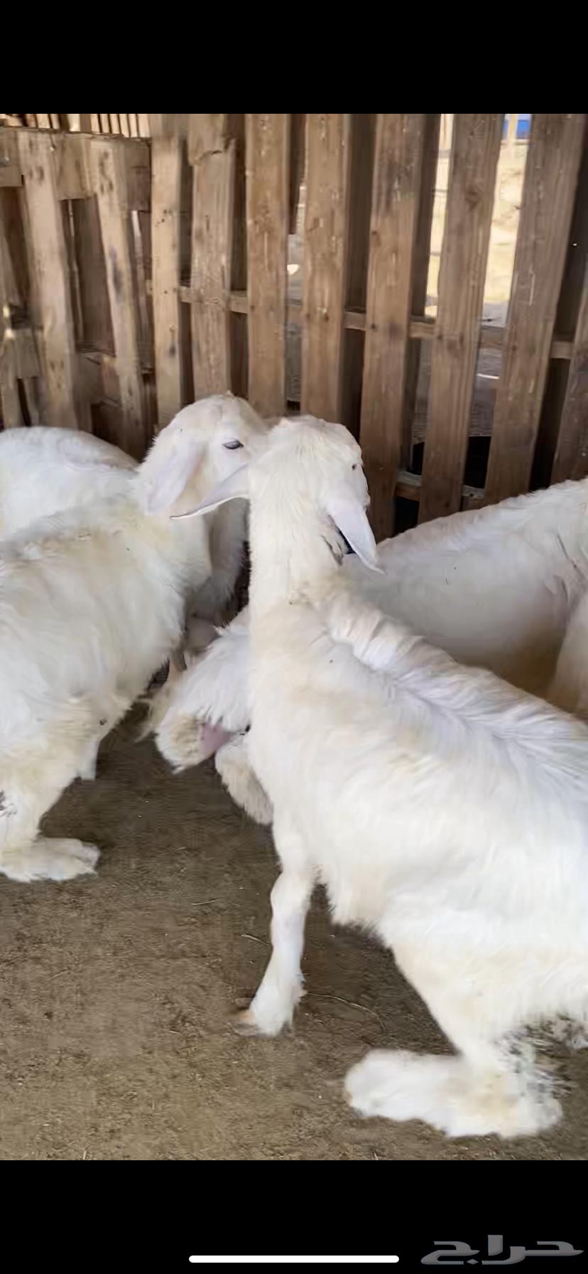 البيع طليان طيبه وشحم64339511407234110