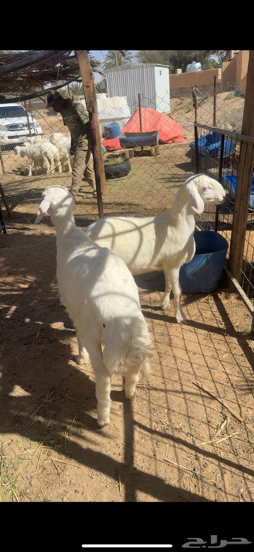 Goat and Sheep Slaughtering Services64348728837123113