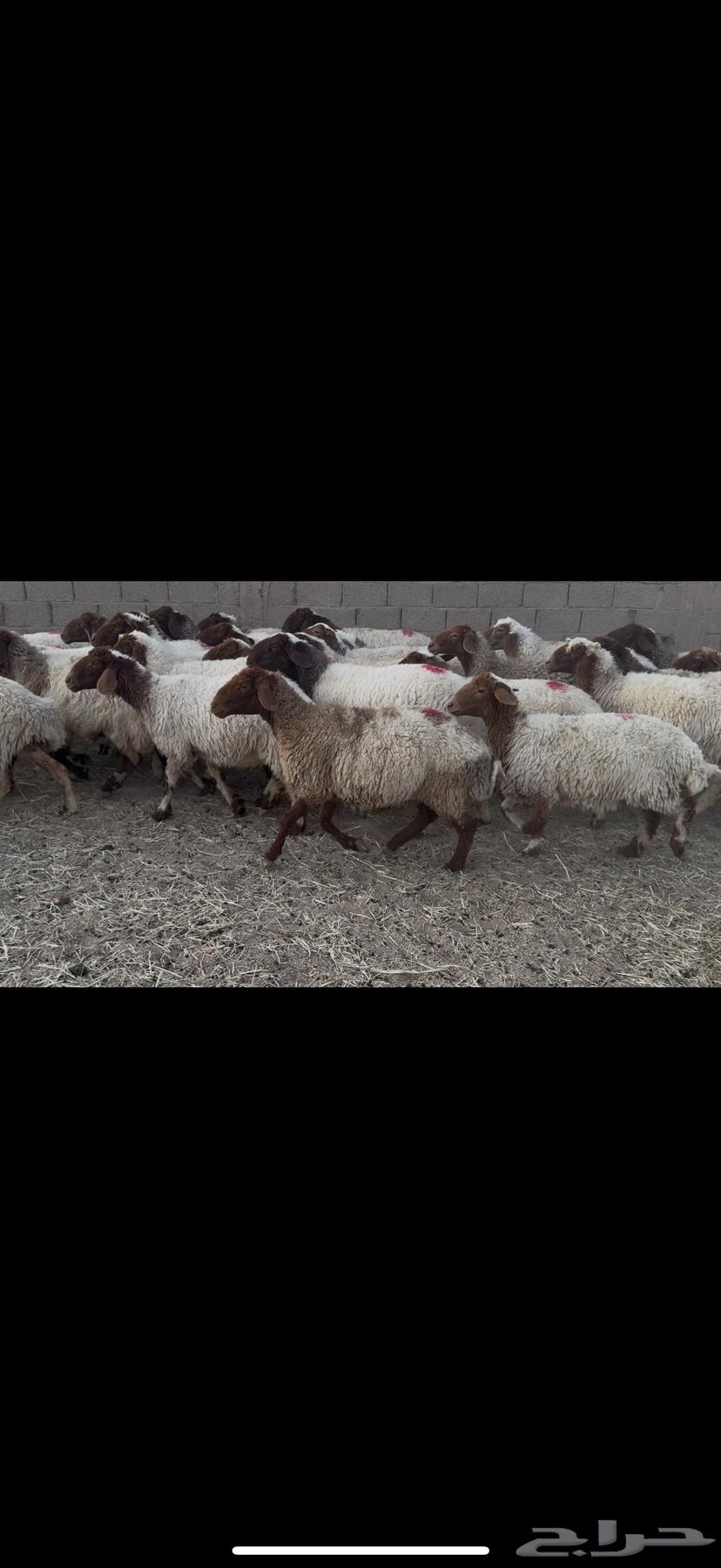 غنم نعيم دفيع .64345359000451113