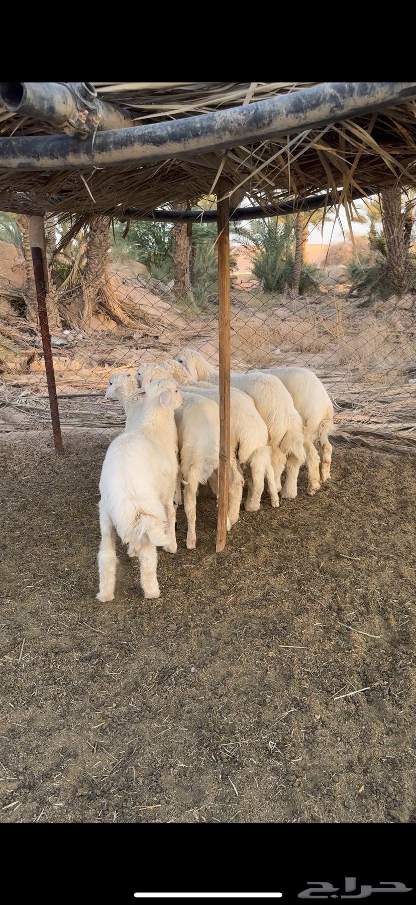 Goat and Sheep Slaughtering Services64348728837123110