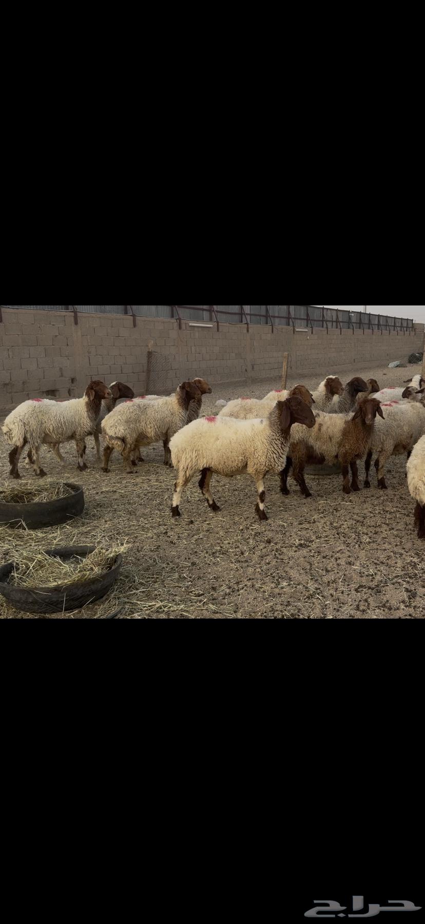 غنم نعيم دفيع .64345359000451111