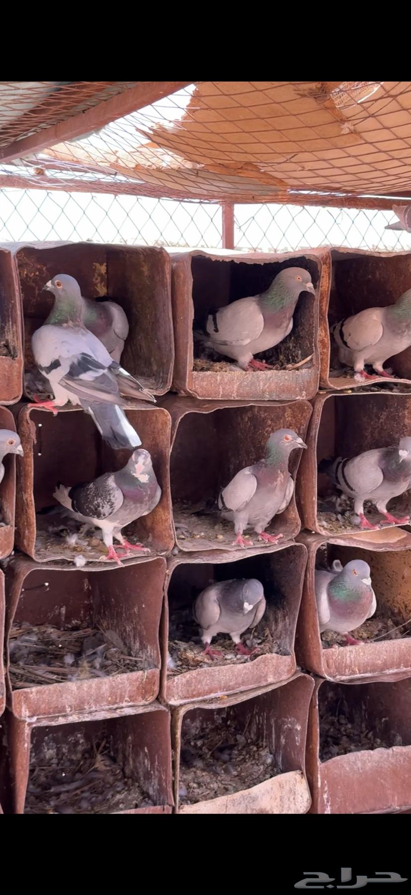 للبيع حمام زاجل ازرق ابوخطين64340144579203112