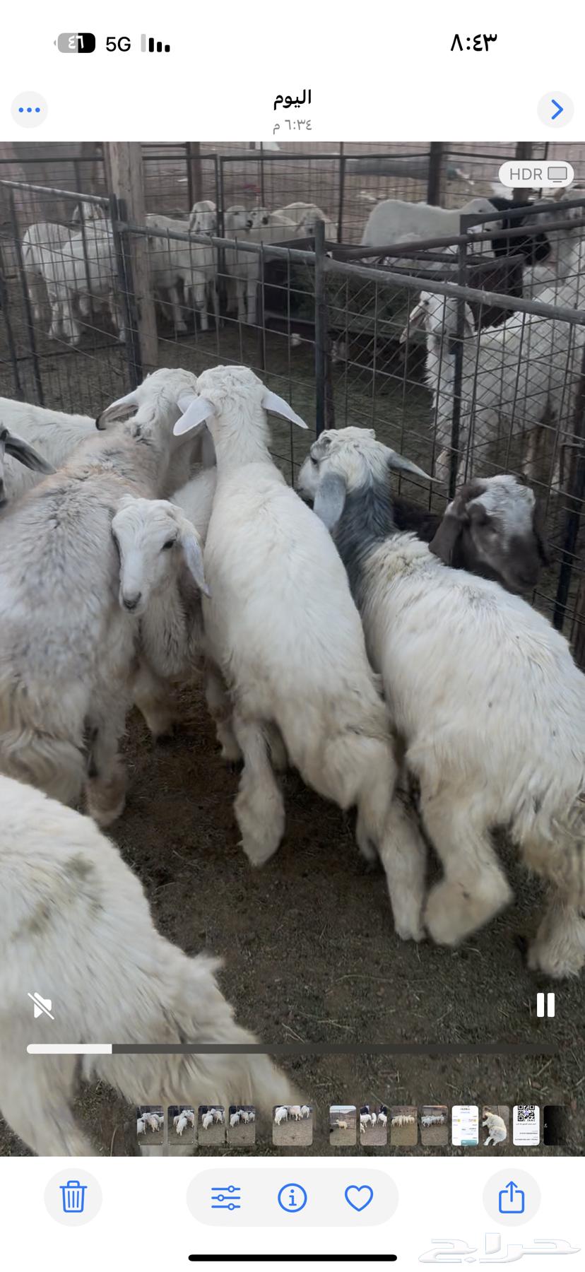 اعرض لكم طليان صافيه ونضيفه شرط اعمرها من 5 الي 6 شهور64346636058371113