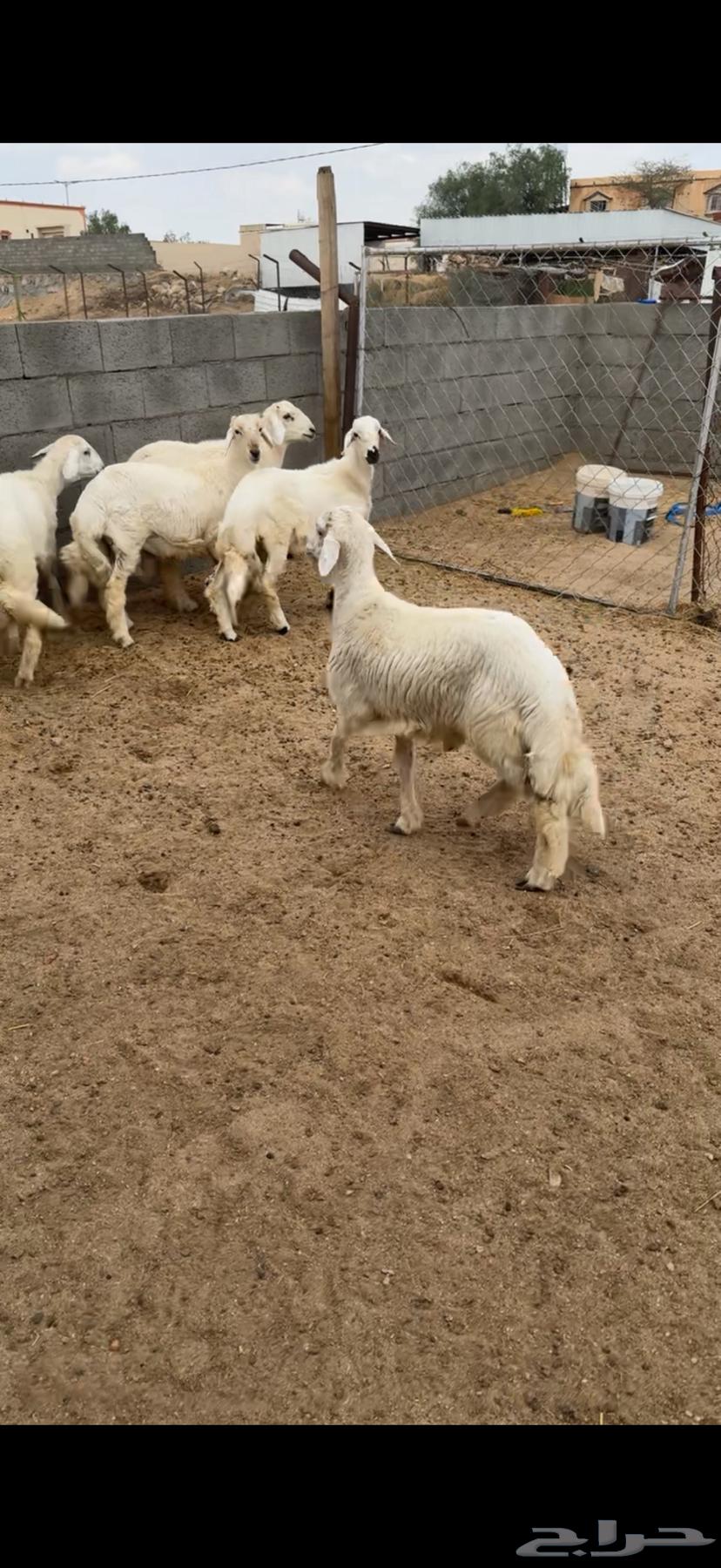 5 high-quality conditioned sheep, peak cleanliness64336095424899111