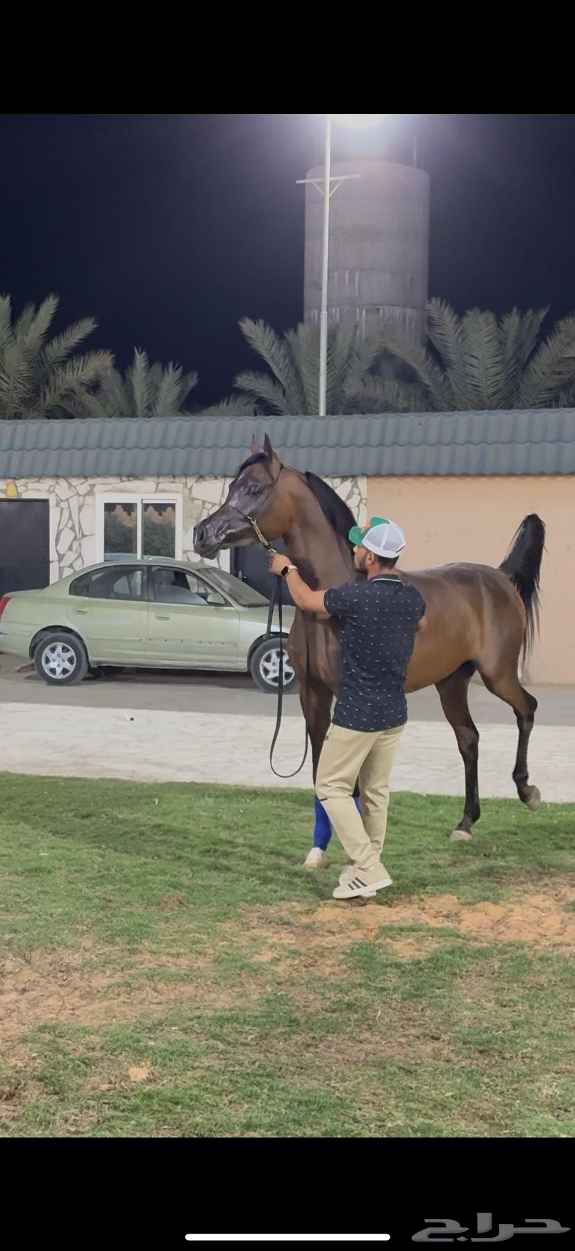 مهر فاخر ولد متباهي الهواجر64337472384387112