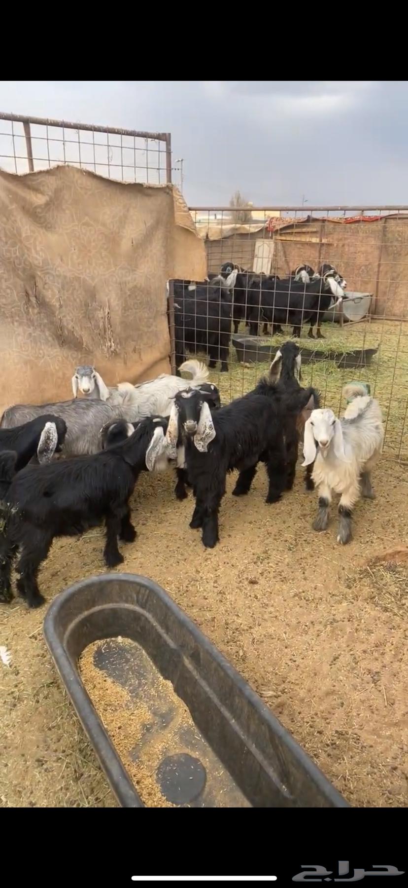 تيوس وجفار للبيع64343253624962112