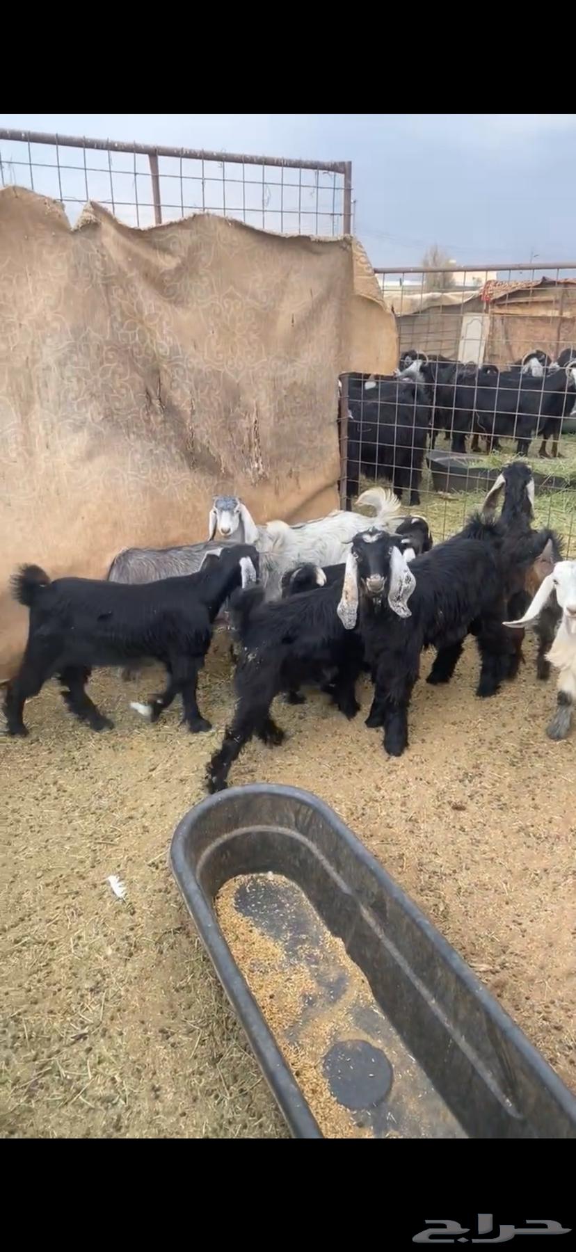 تيوس وجفار للبيع64343253624962110