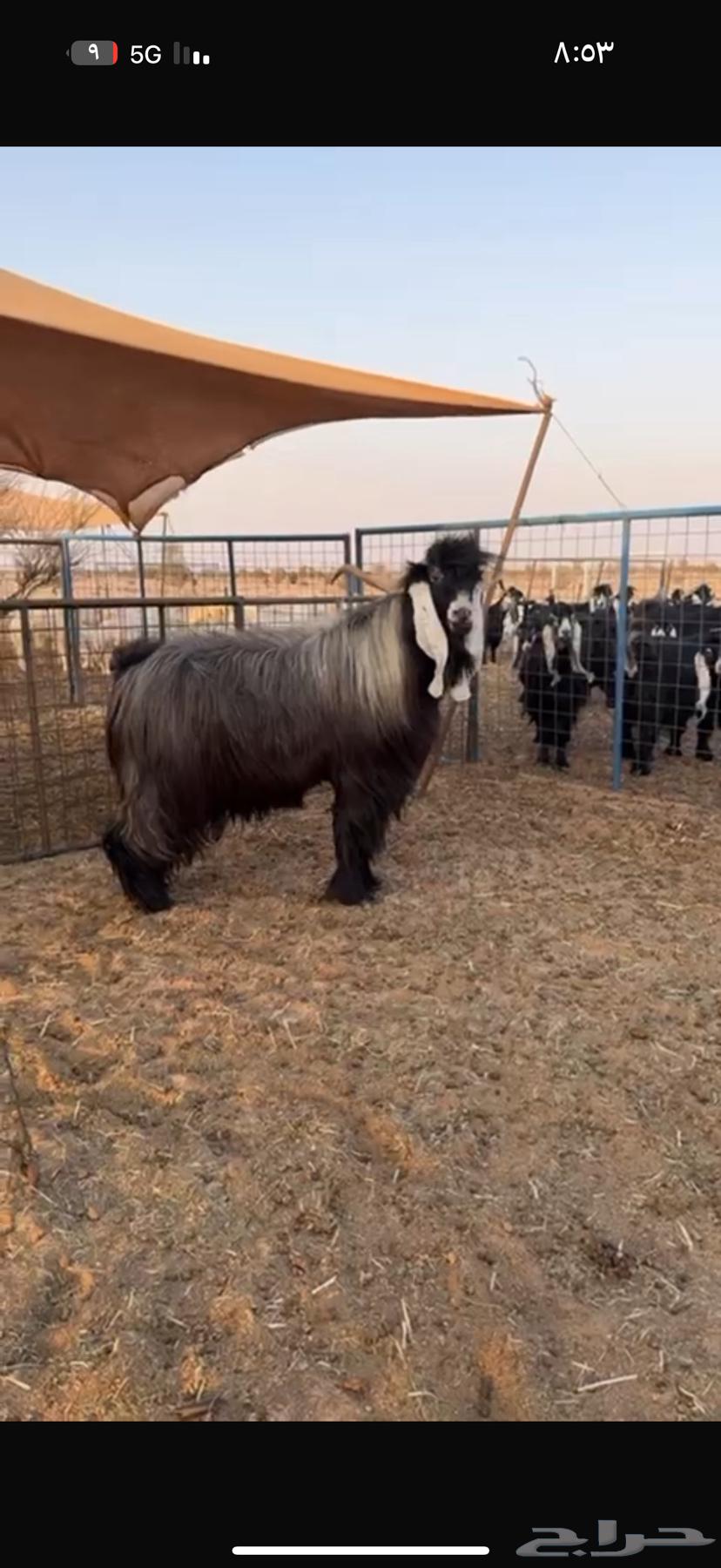 للبيع تيس عارضي64346768653443111