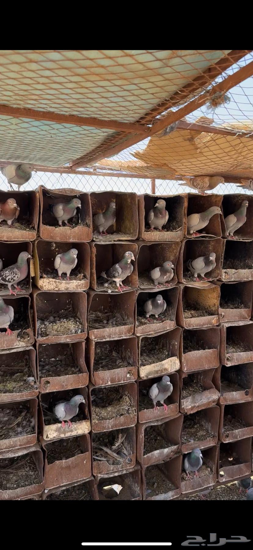 للبيع حمام زاجل ازرق ابوخطين64340144579203110