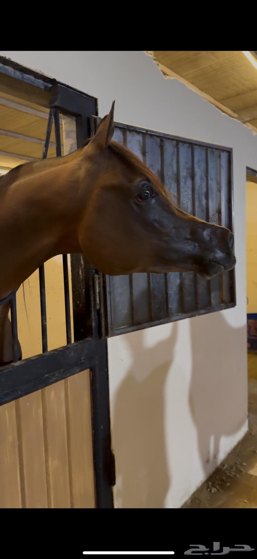 مهر فاخر ولد متباهي الهواجر64337472384387114