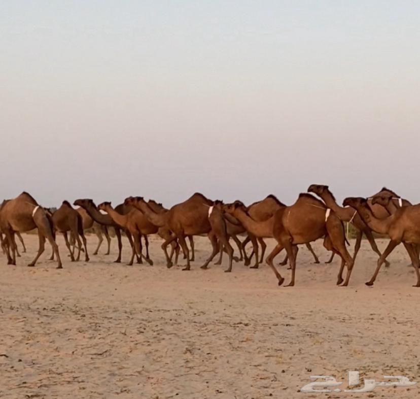 ابل ذود صفر وشعل طيبه للبيع64342698442627110