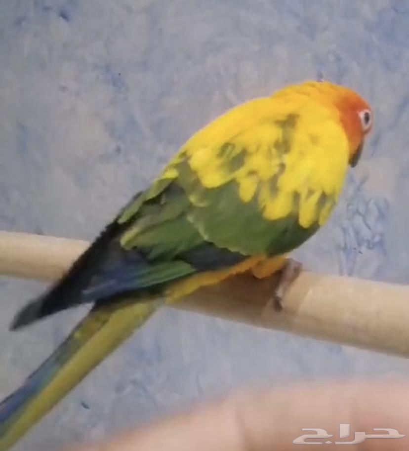 صن كنيور64340931992833110