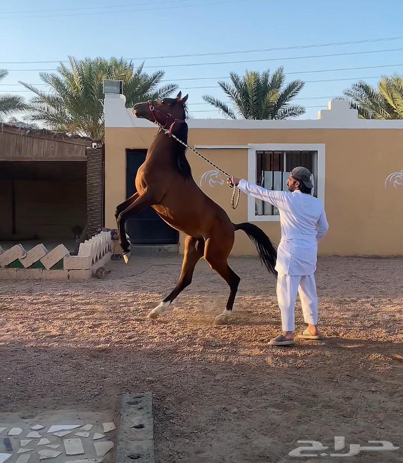 حصان  الجزيري ما عليها وراك64348567663745112