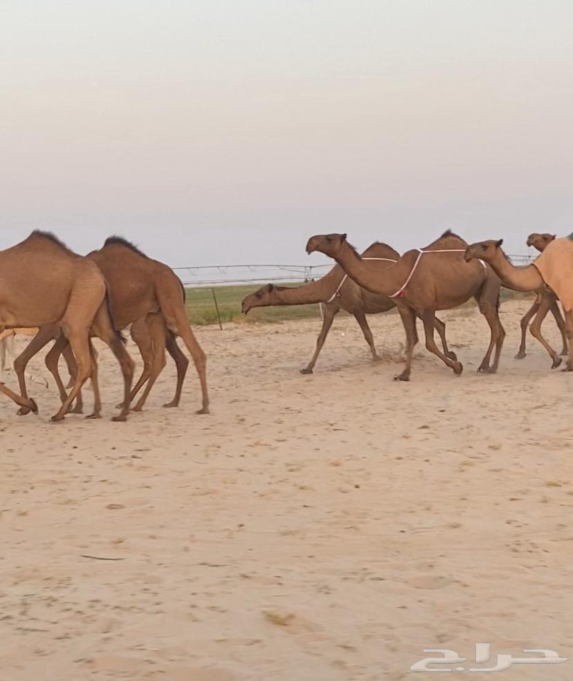 ابل ذود صفر وشعل طيبه للبيع64342698442627113