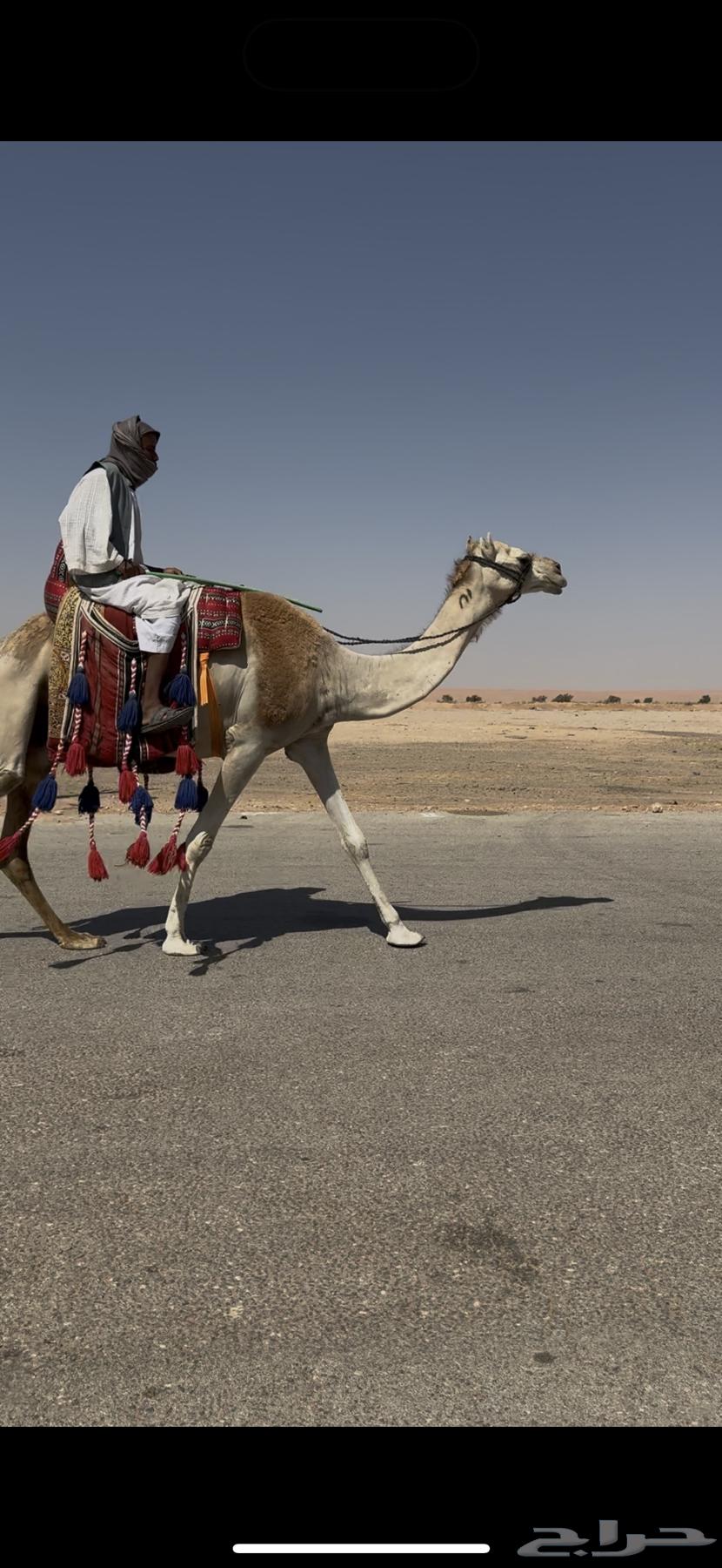 رحول ابل حمراء64339541213570111