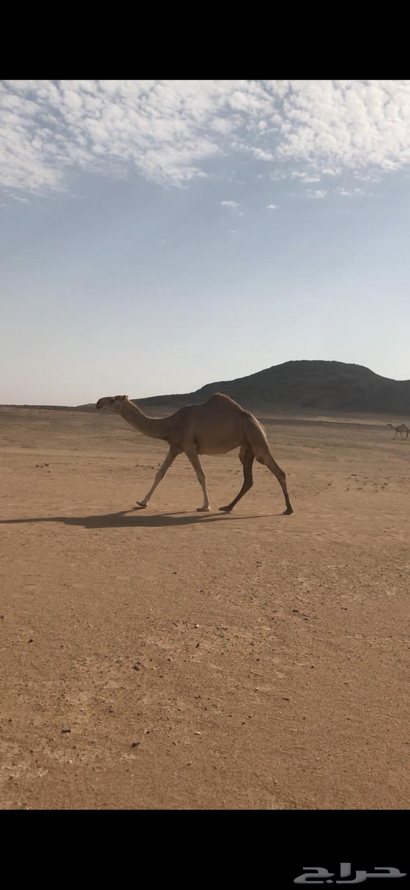 Stem cell vaccine in two doses64334010627585112