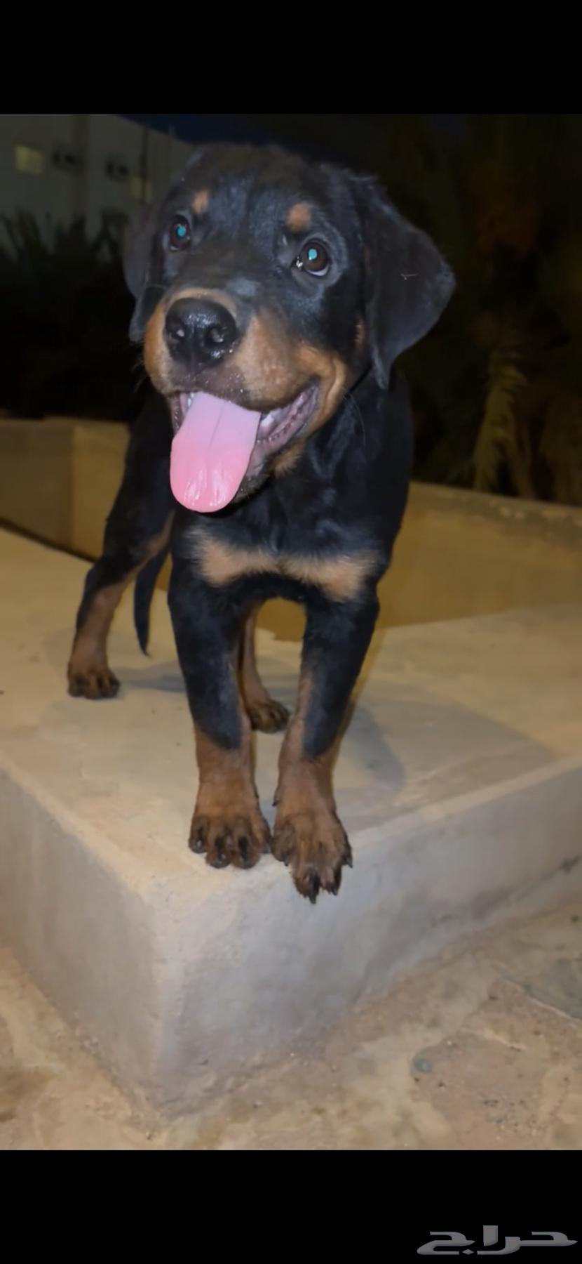 للبيع جوز روت وايلر بيور64348246797186111