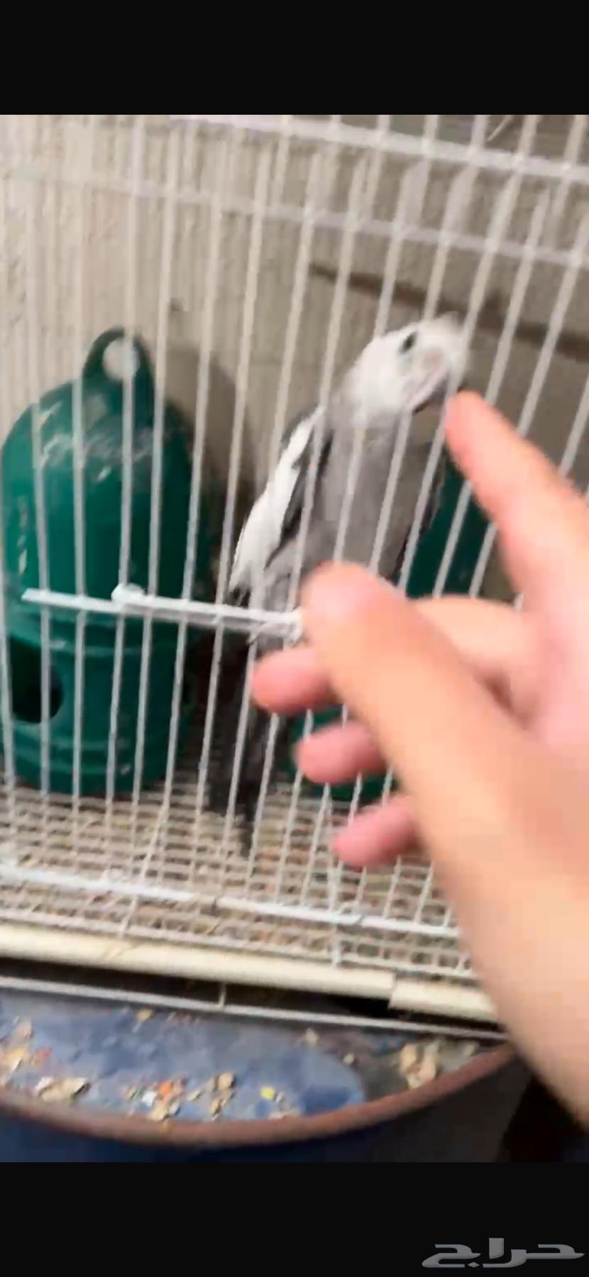 كروان اليف جدا  هدد64340871239427114