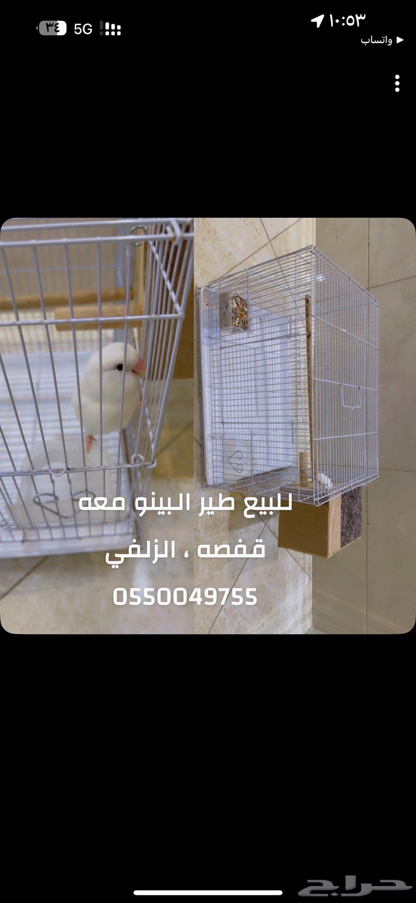 طير روز مع قفصه64346532121217110