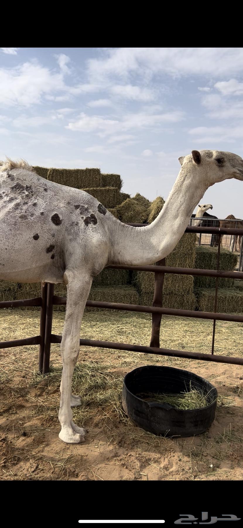 Seating64338422085763110