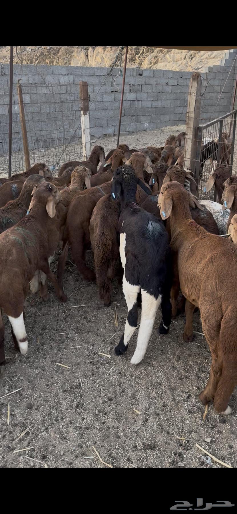 طليان سواكن64318223700866114