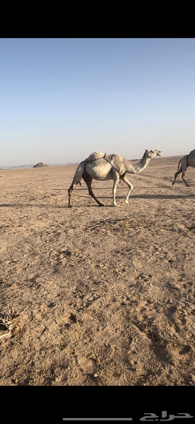 نياق للبيع64345911389954112