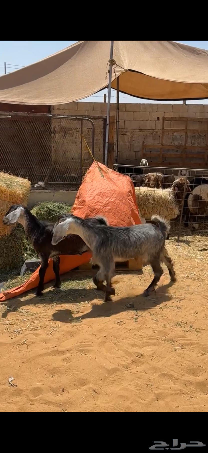 تيوس مخصيه64342832983427110