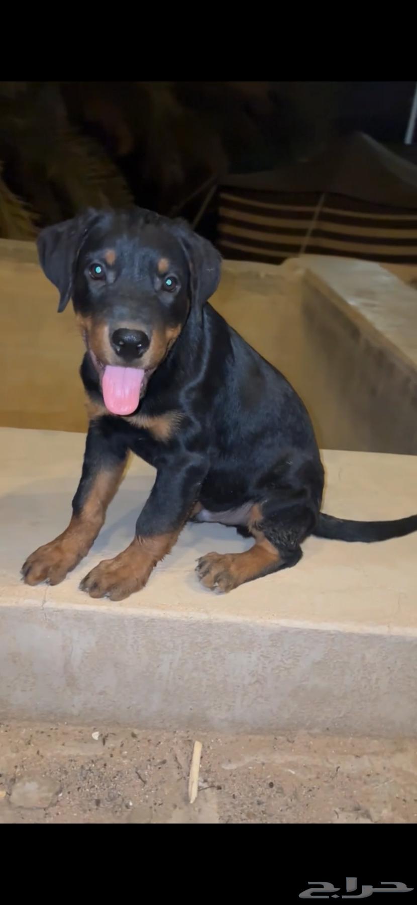 للبيع جوز روت وايلر بيور64348246797186112